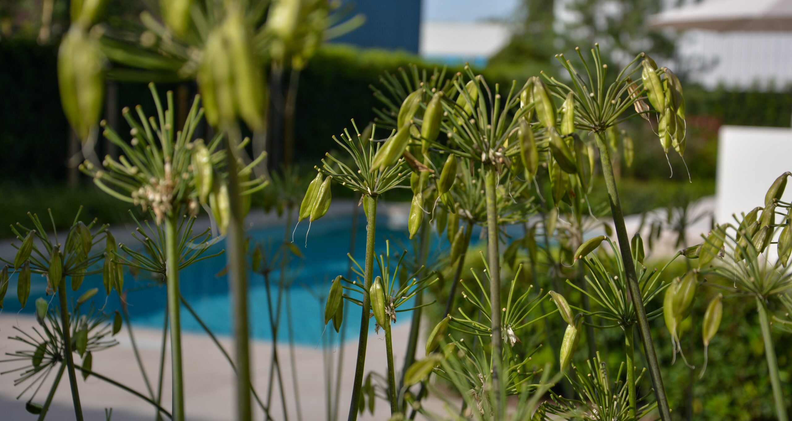 Tuin met zwembad en planten op voorgrond