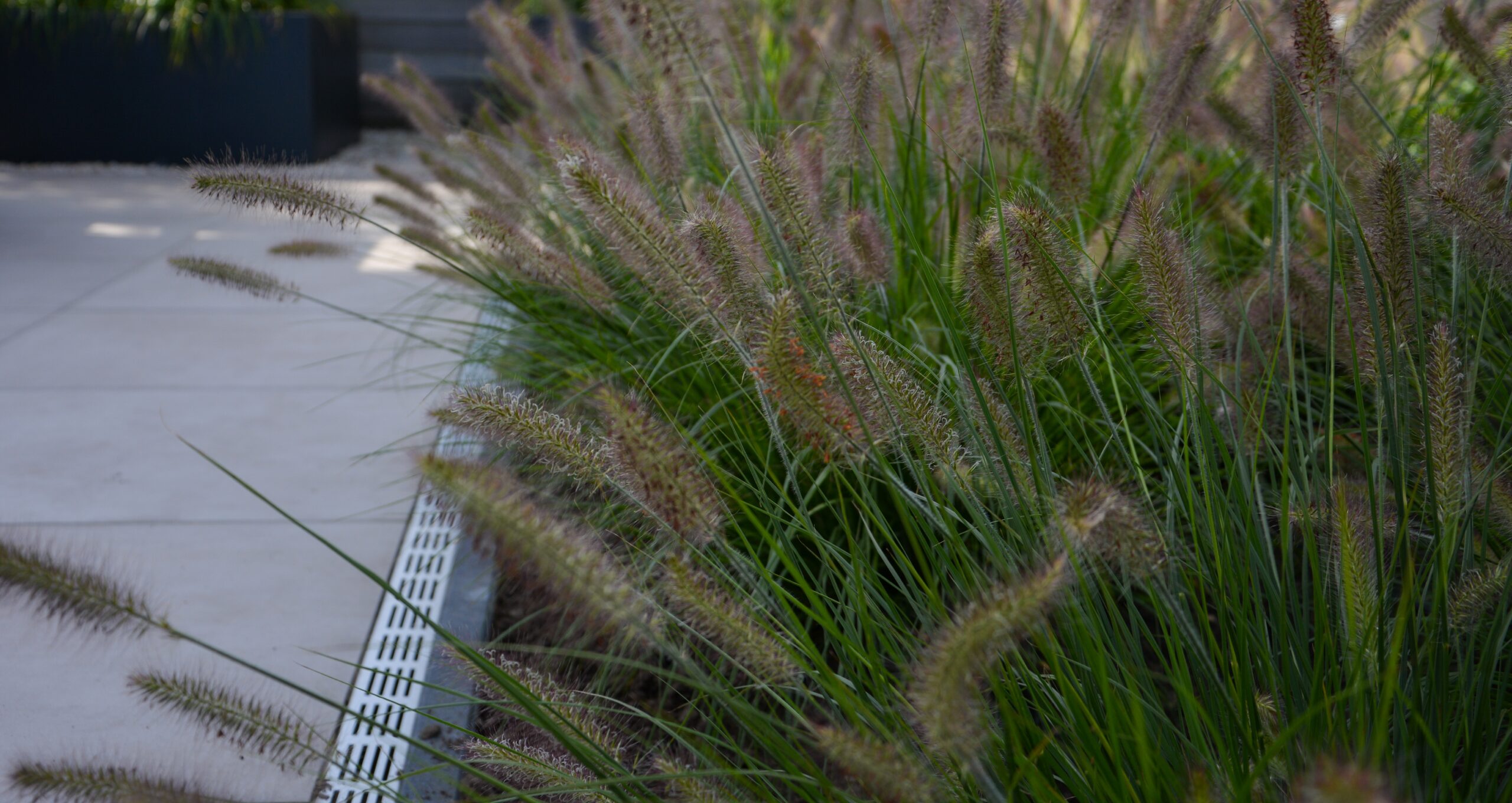 Detailfoto planten