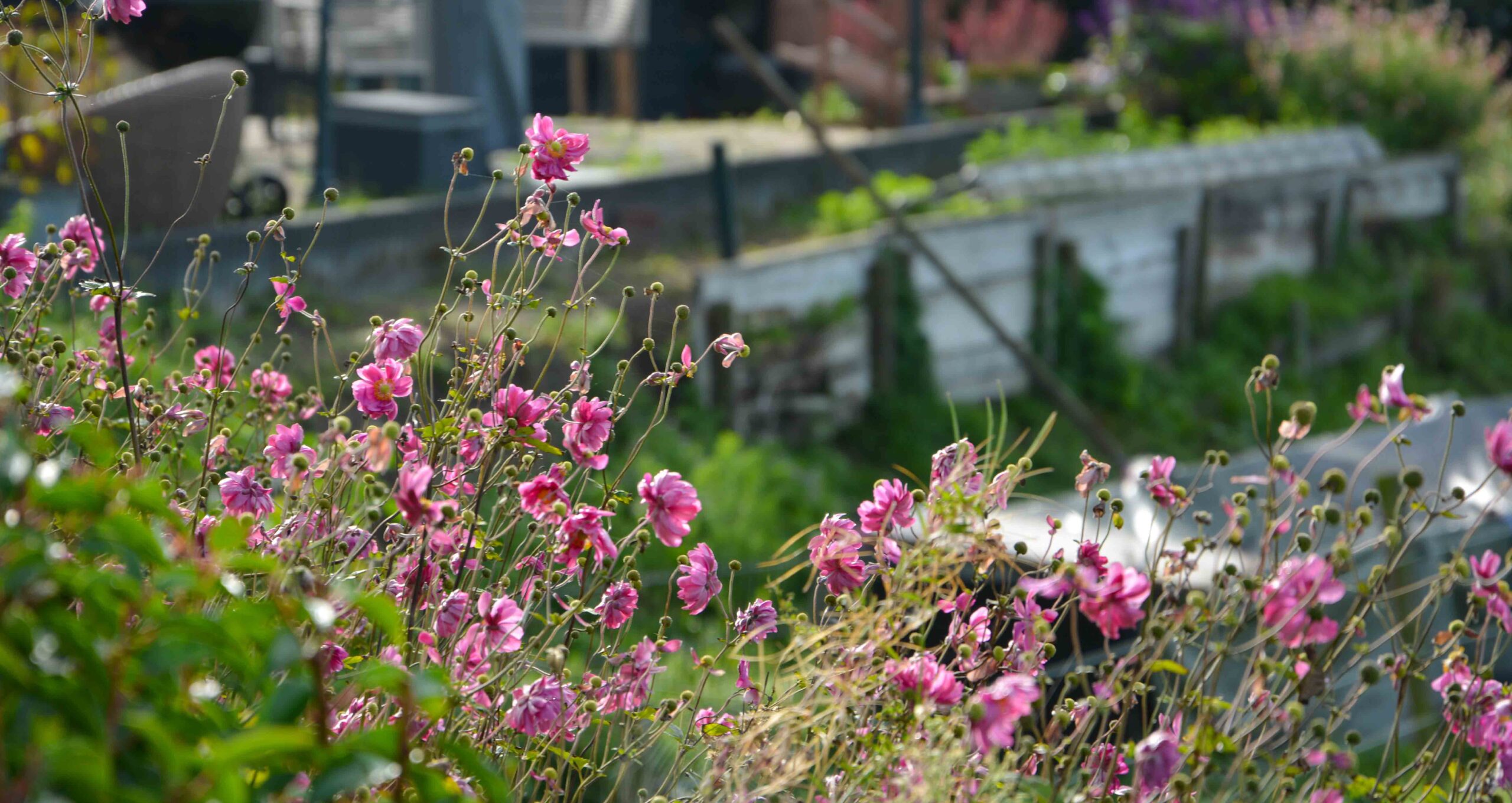 Landelijke tuin 10