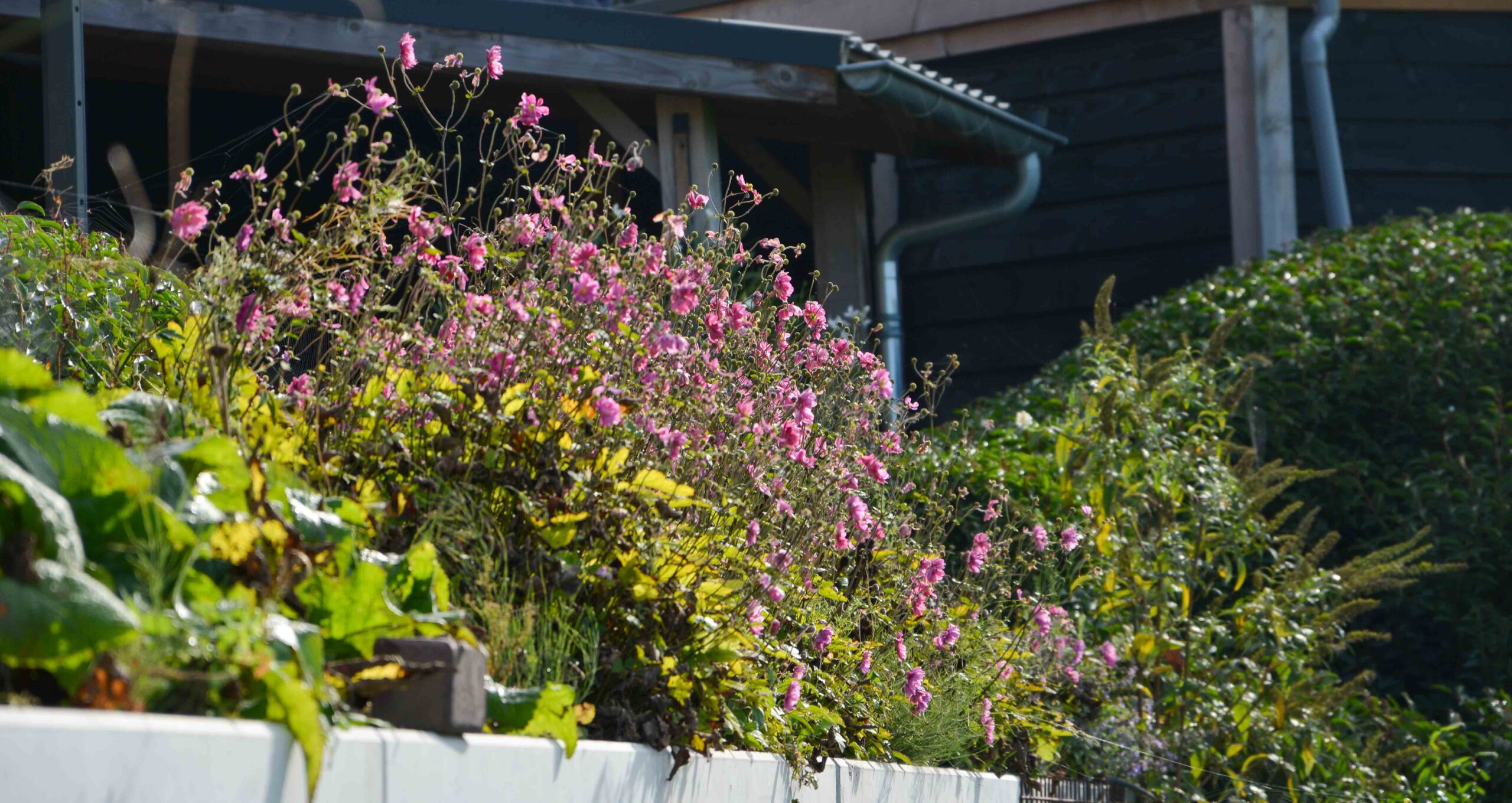 Landelijke tuin 16