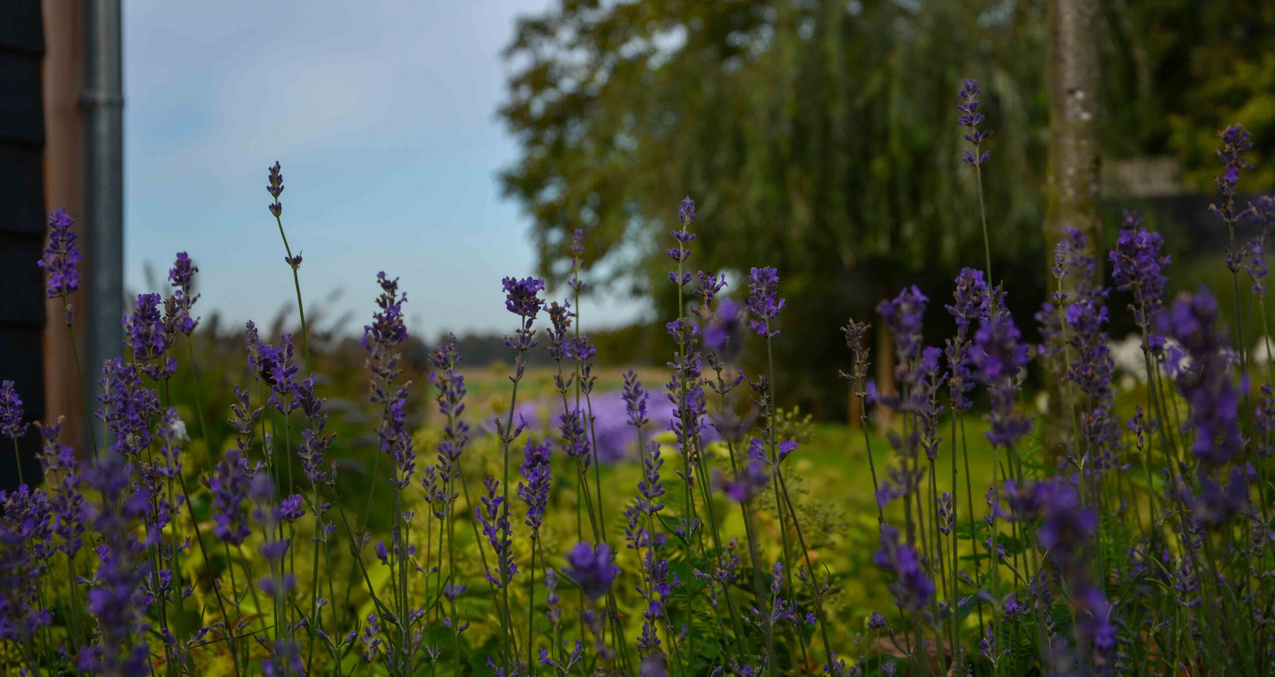 Landelijke tuin 3