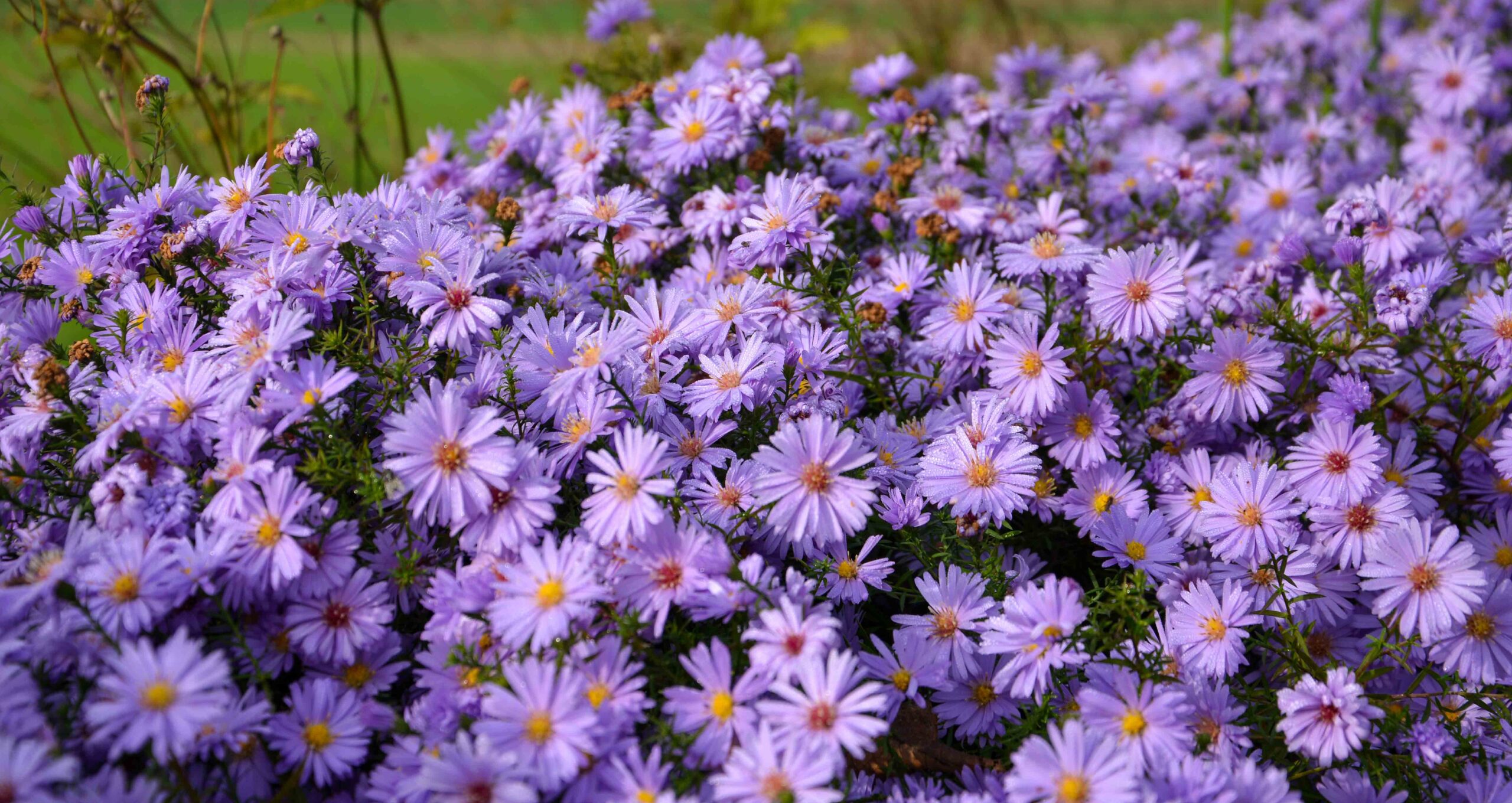 Landelijke tuin 5