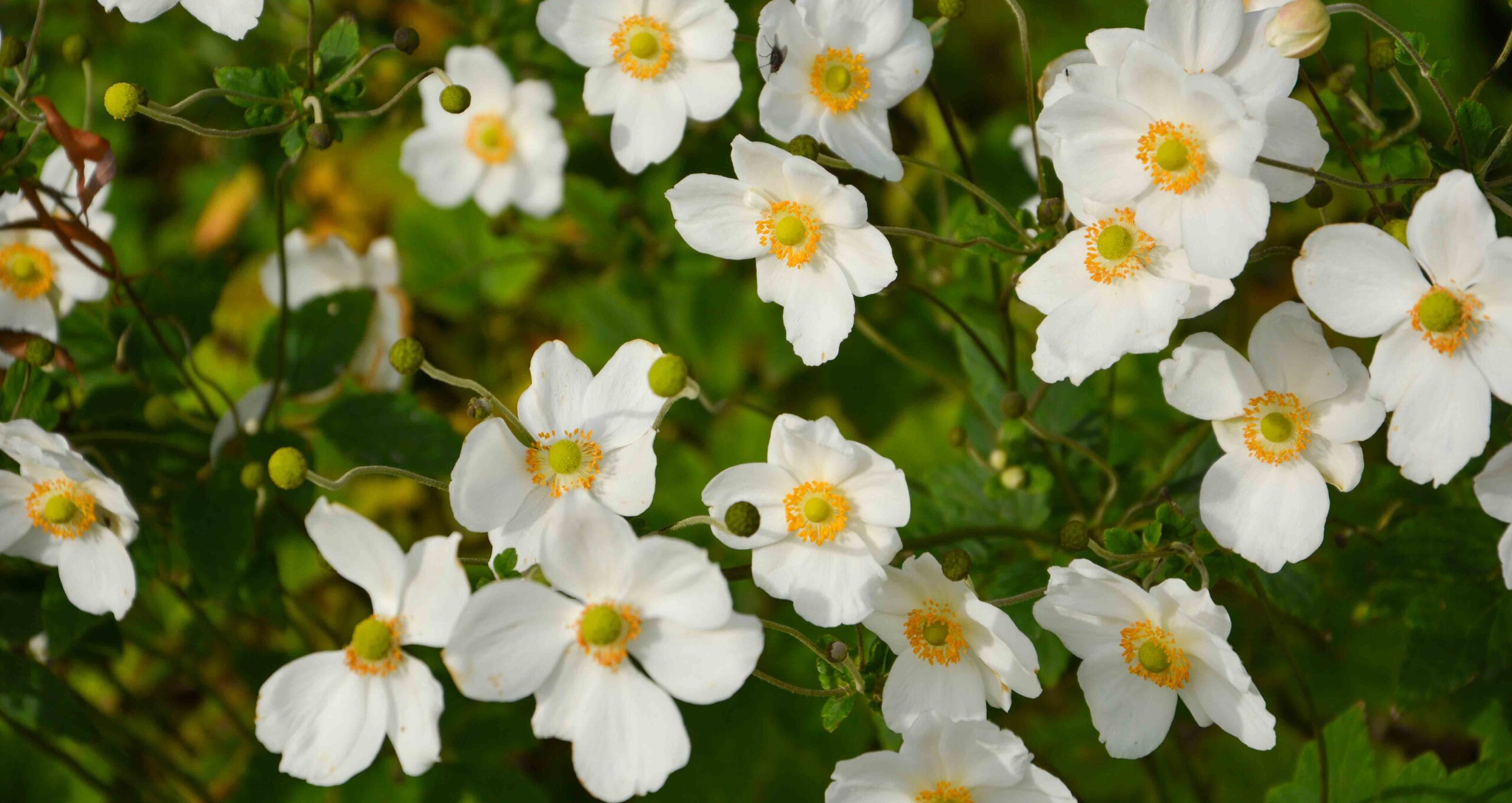 Landelijke tuin 6