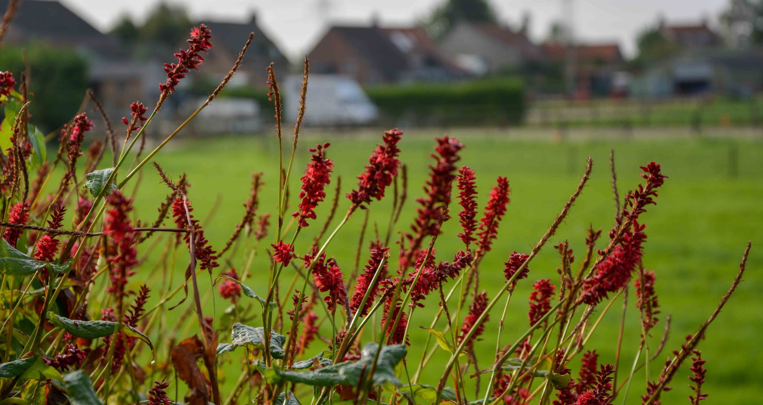Landelijke tuin 9