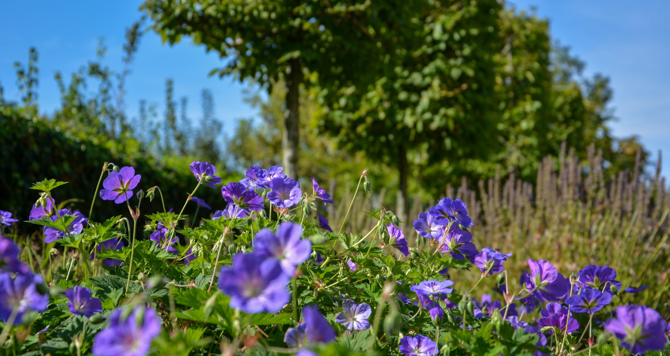 Vakantiegevoel in eigen tuin 4