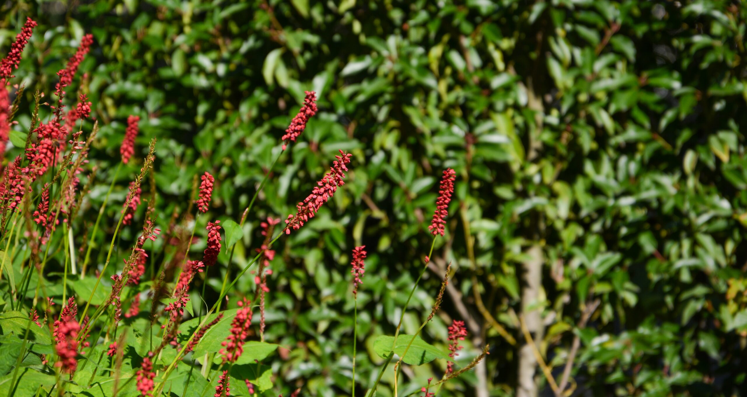 Vakantiegevoel in eigen tuin 9